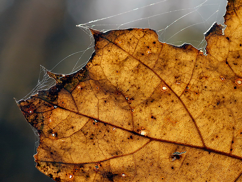 Blatt_DDD5899_Bildgröße ändern.jpg - Im Gegenlicht